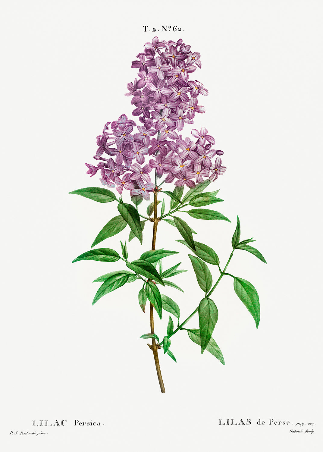 Botanical Plant Print - Persian lilac (lilac persica) by Pierre Joseph Redoute