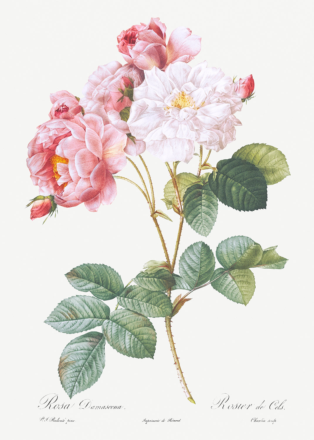 Botanical Plant Print - Rosa damascena (Rosebush) by Pierre Joseph Redoute