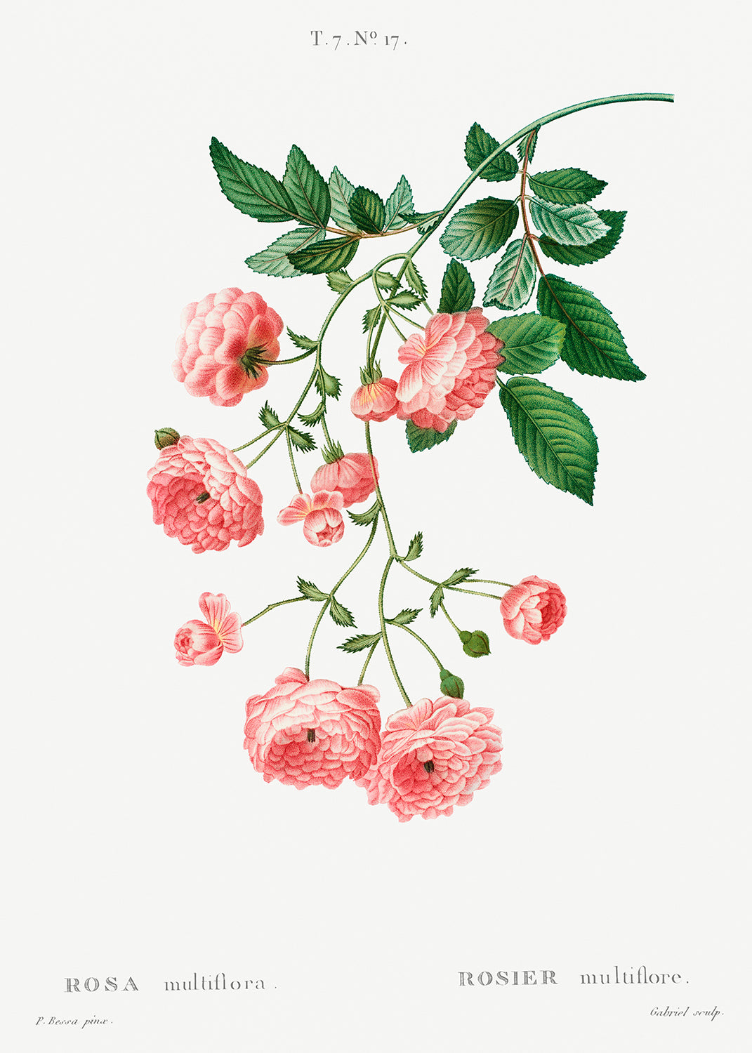 Botanical Plant Print - Rambler Rose (Rosa multiflora) by Pierre Joseph Redoute