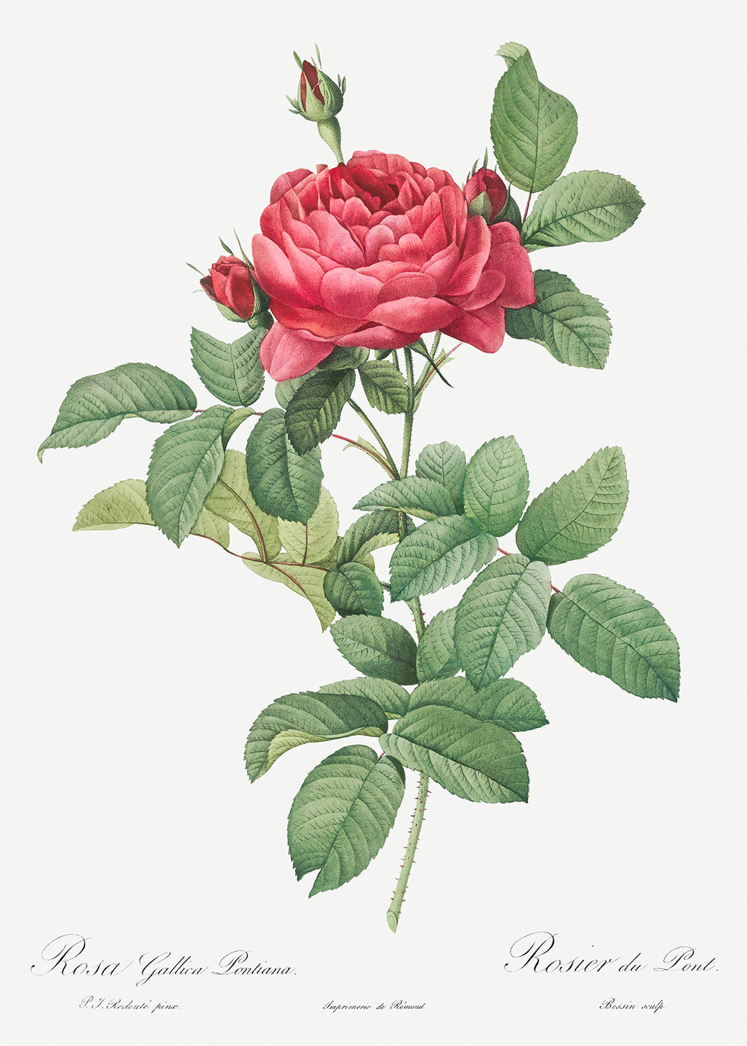 Botanical Plant Print - Rosa gallica pontiana (Bridge Rose) by Pierre Joseph Redoute