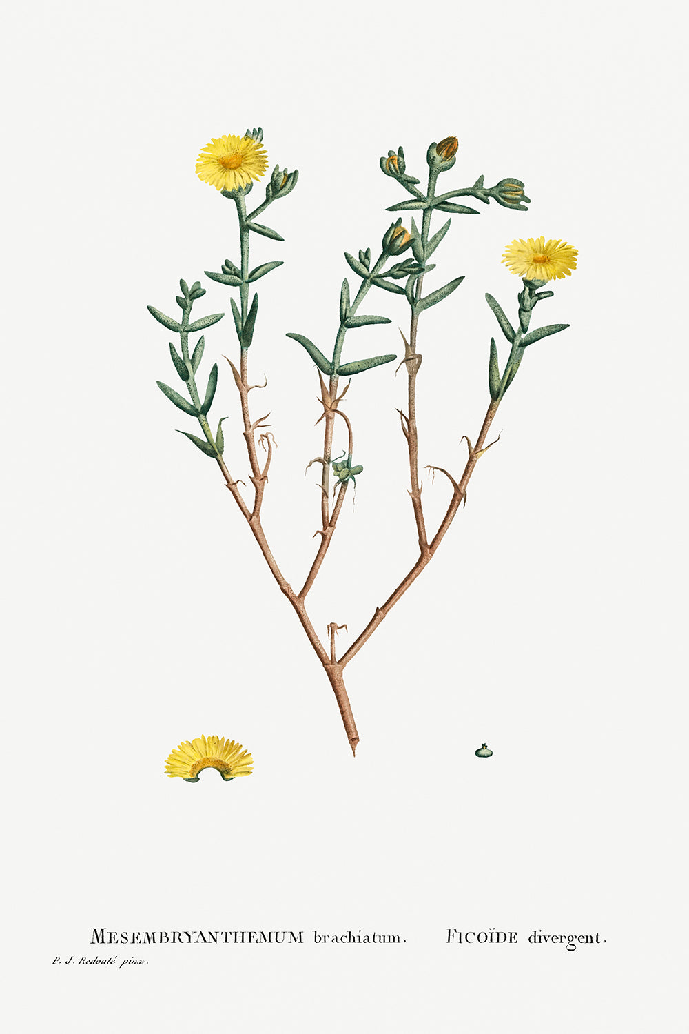 Botanical Plant Print - Mesembryanthemum Brachiatum (ThreeÐForked Fig Marigold) by Pierre Joseph Redoute