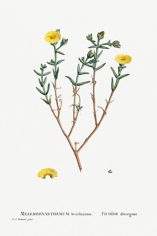 Botanical Plant Print - Mesembryanthemum Brachiatum (ThreeÐForked Fig Marigold) by Pierre Joseph Redoute
