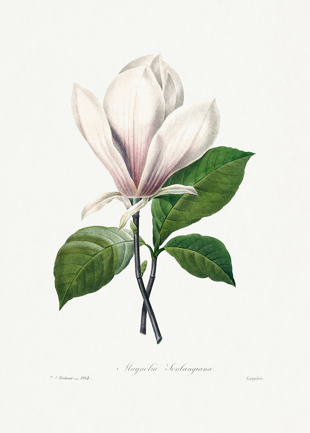 Botanical Plant Print - Magnolia Soulangiana by Pierre Joseph Redoute