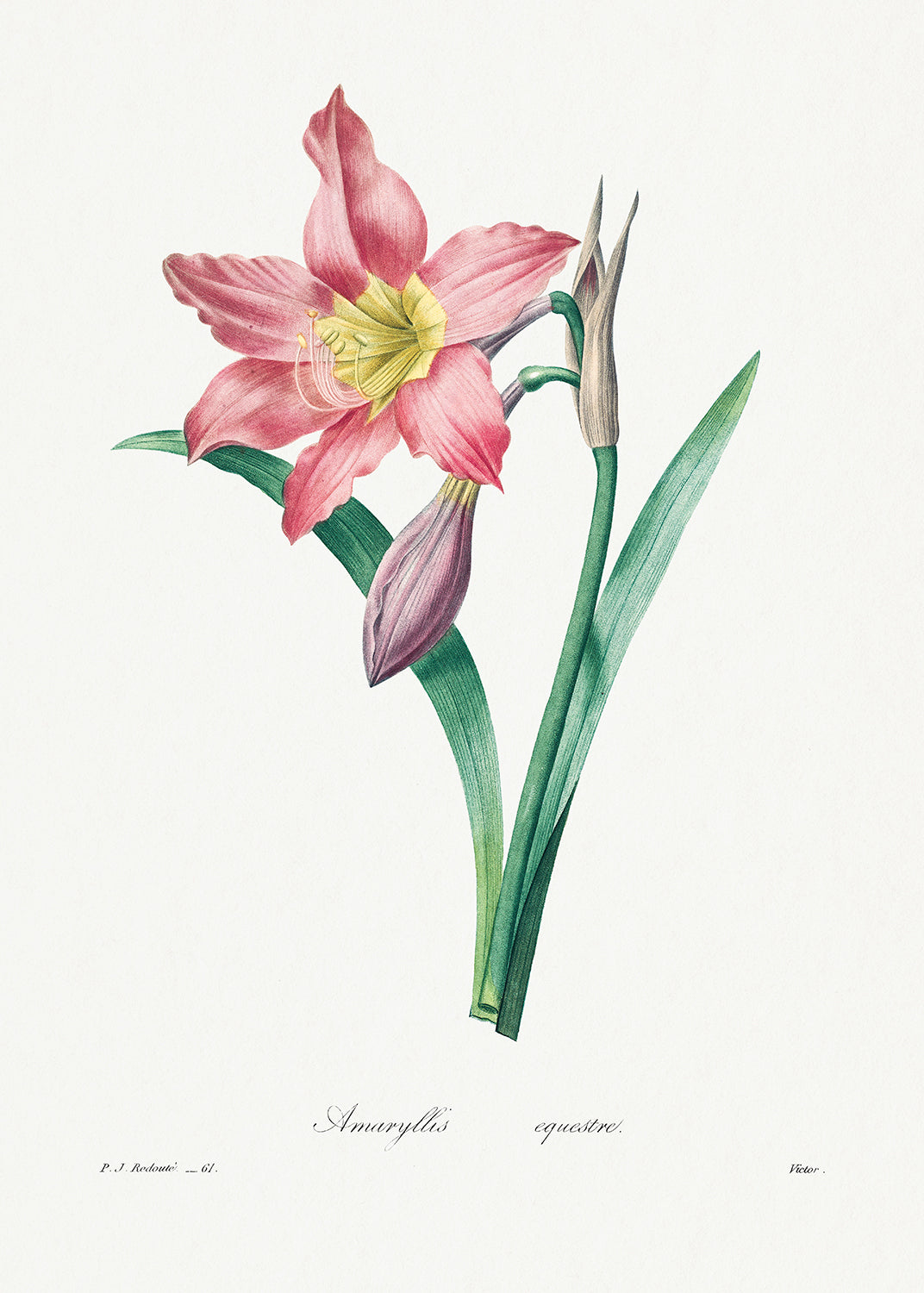 Botanical Plant Print - Amaryllis Equestre by Pierre Joseph Redoute