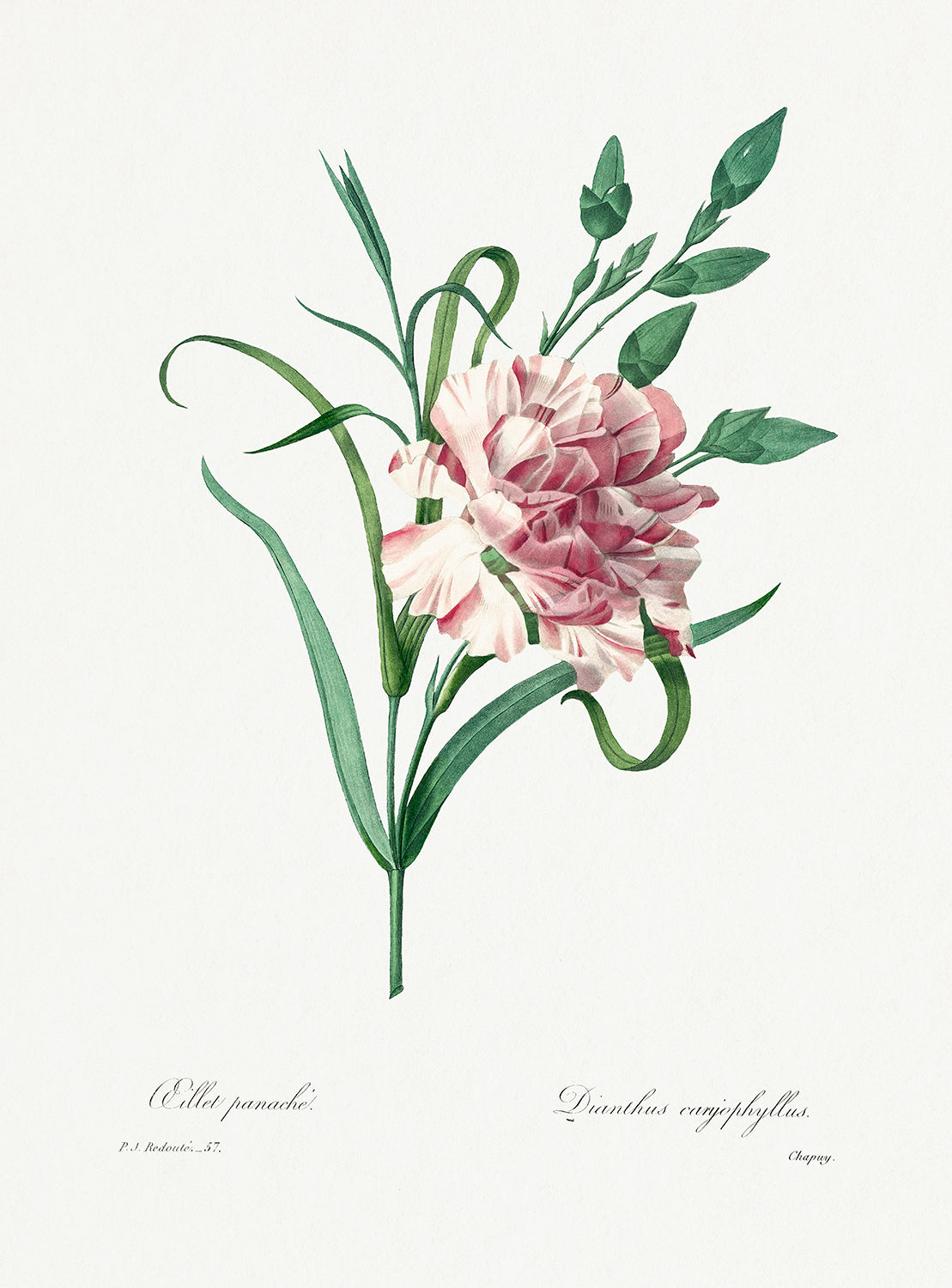 Botanical Plant Print - Carnation by Pierre Joseph Redoute