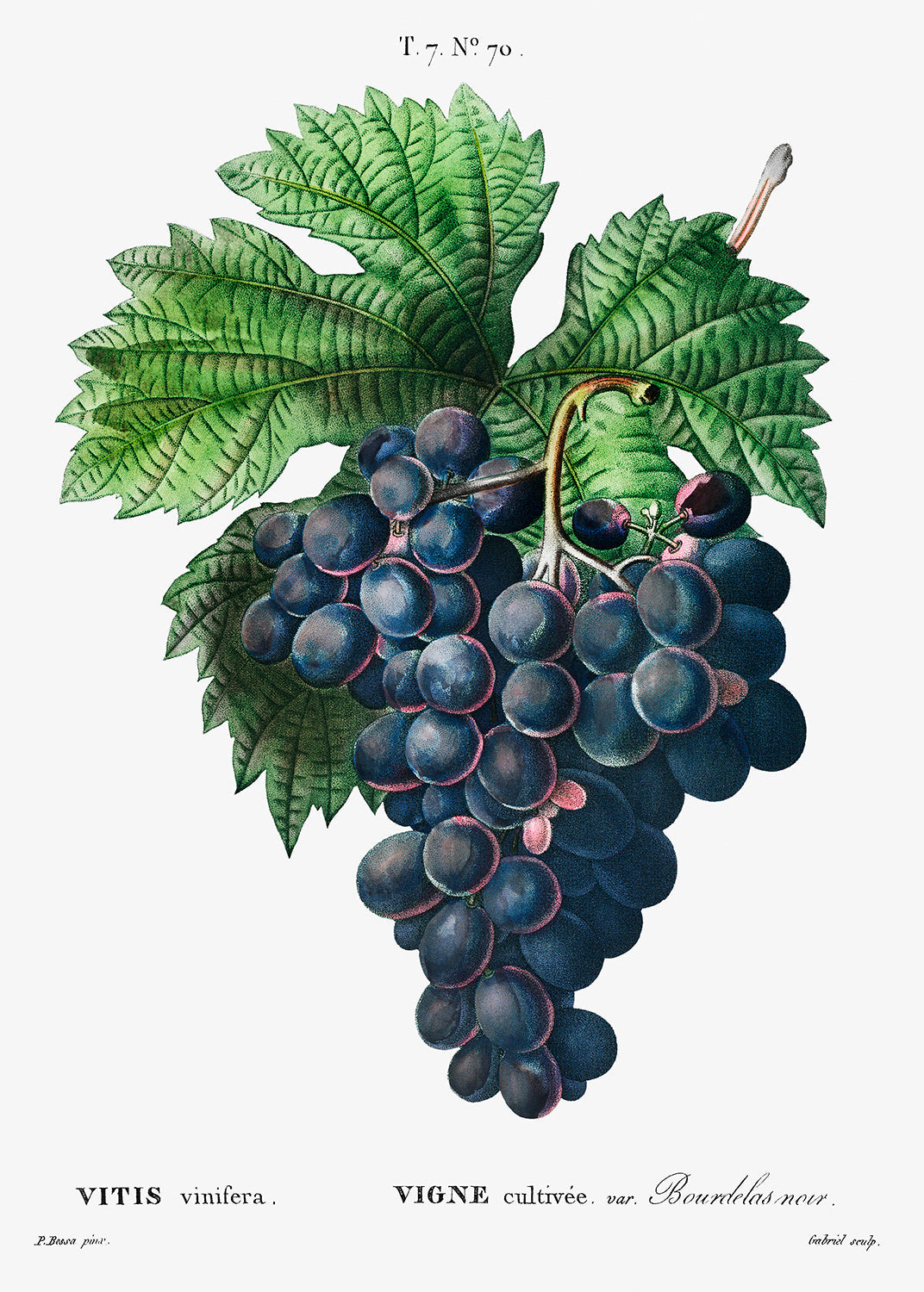 Botanical Plant Print - Vitis vinifera (Bourdekas noir) by Pierre Joseph Redoute