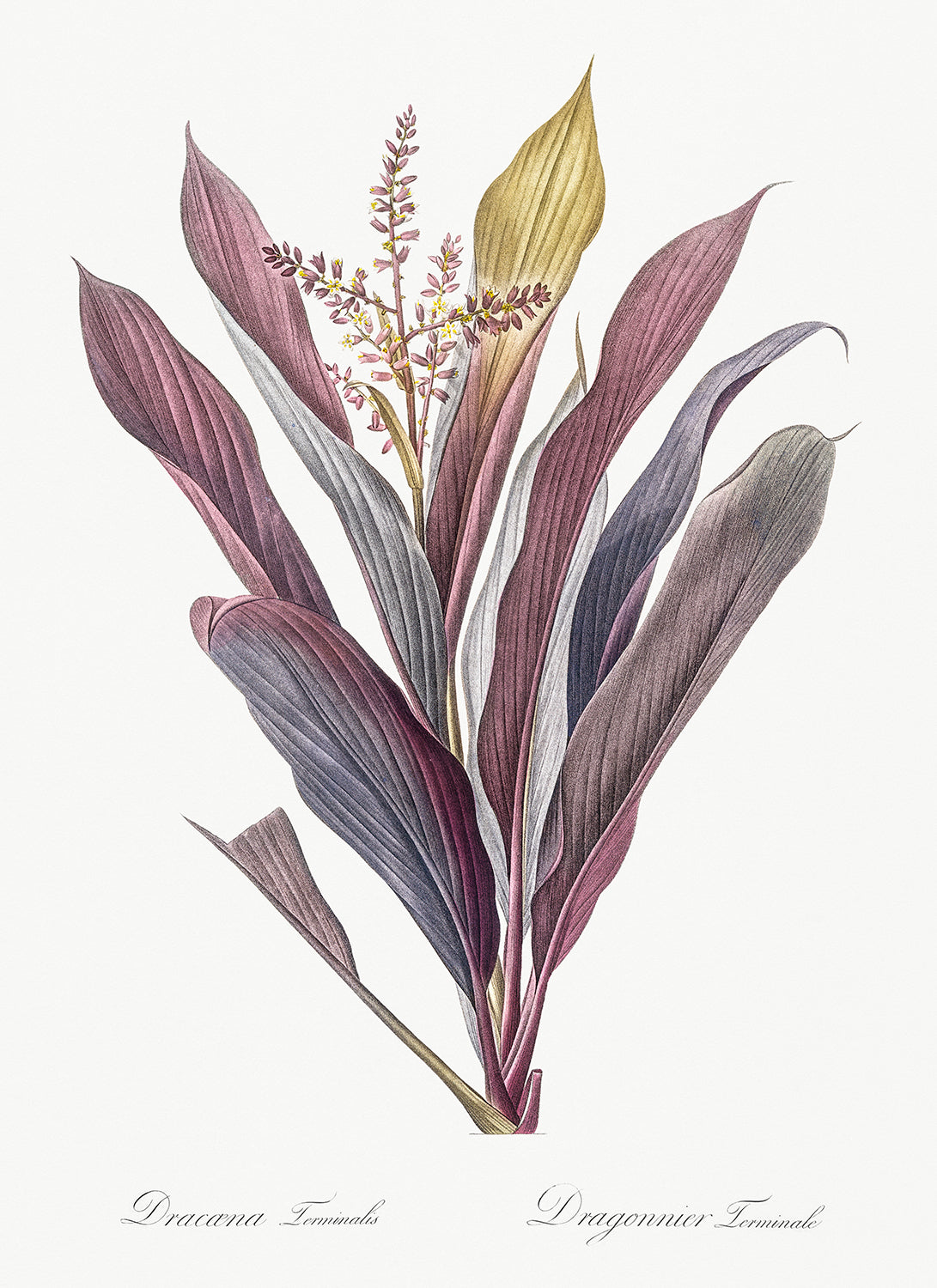 Botanical Plant Print - Cordyline fruticosa by Pierre Joseph Redoute