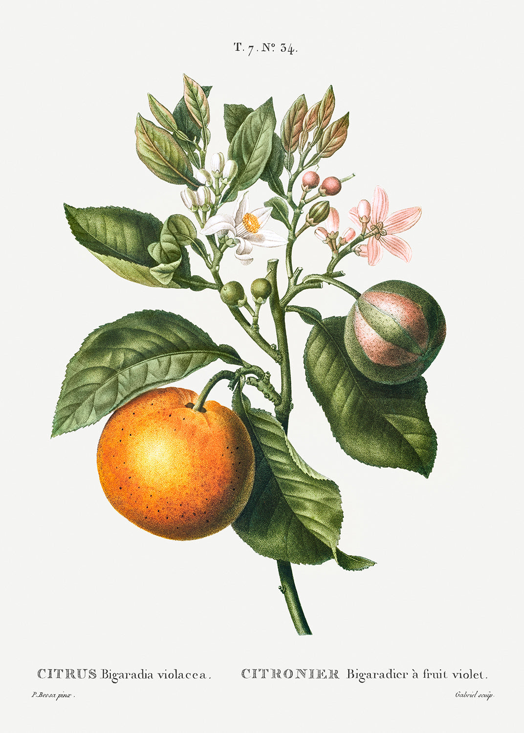 Botanical Plant Print - Bitter orange by Pierre Joseph Redoute