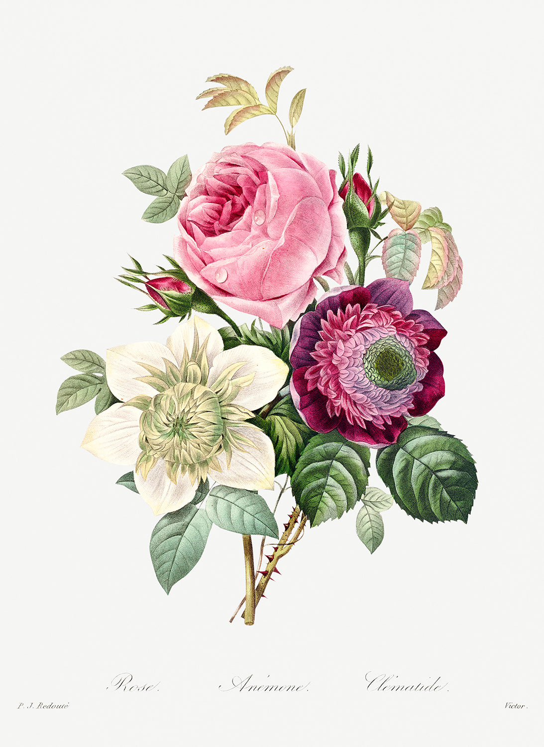 Botanical Plant Print - Anemone and cabbage rose by Pierre Joseph Redoute