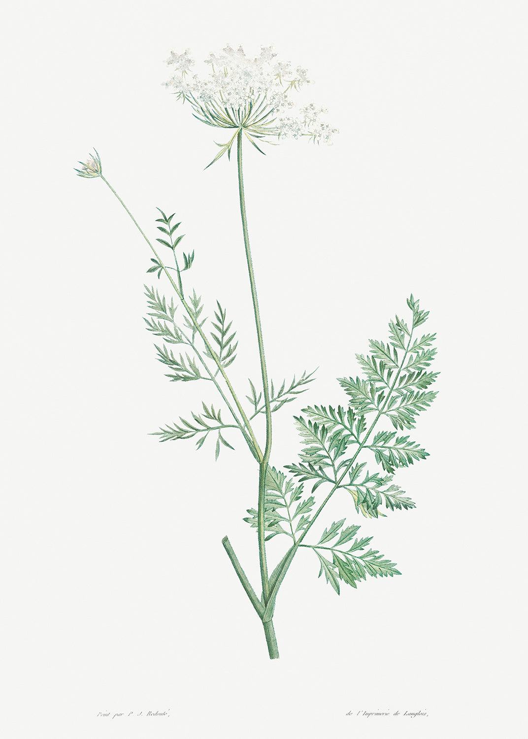 Botanical Plant Print - Wild carrot by Pierre Joseph Redoute
