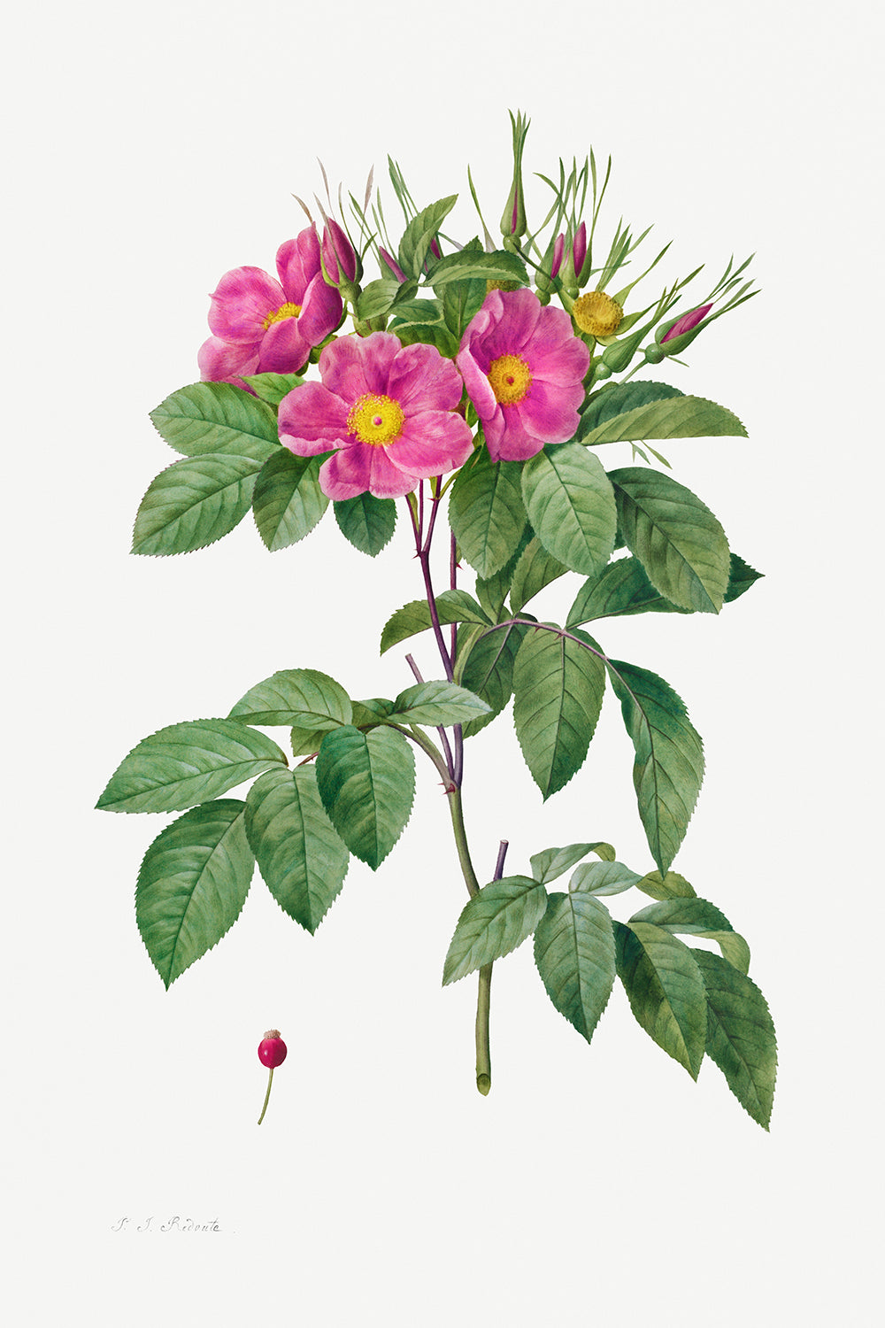 Botanical Plant Print - Pasture Rose (Rosa Carolina Corymbosa) by Pierre Joseph Redoute