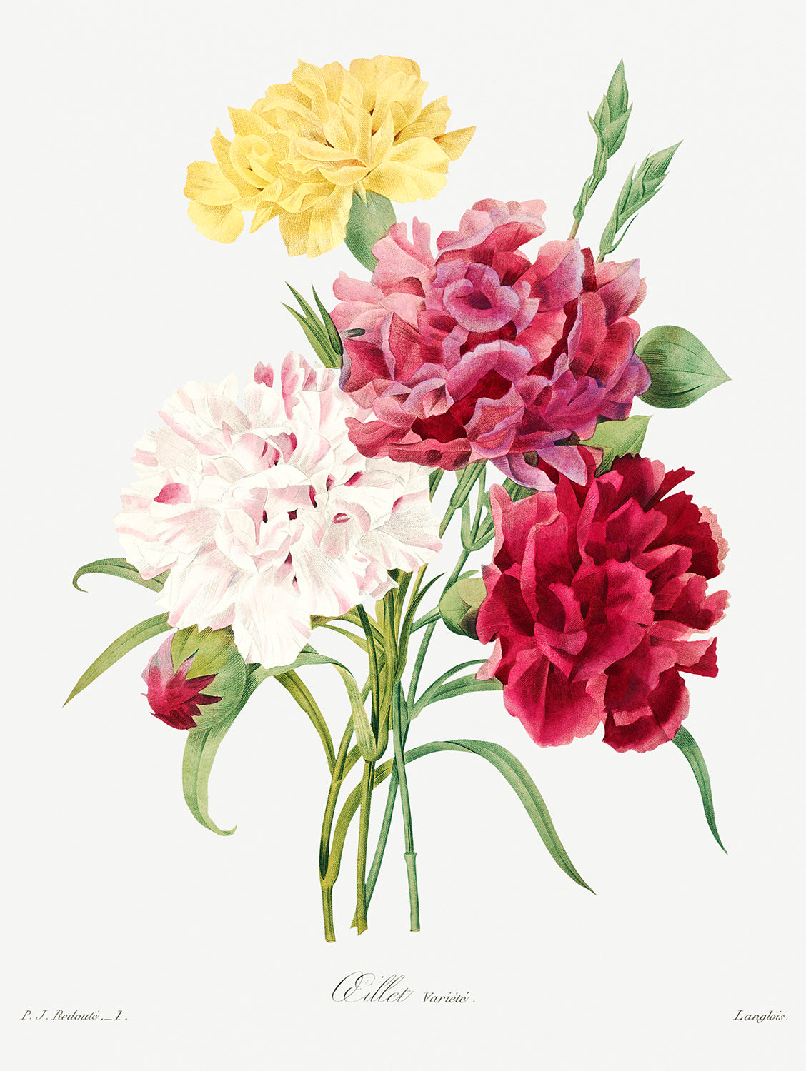 Botanical Plant Print - Carnations by Pierre Joseph Redoute