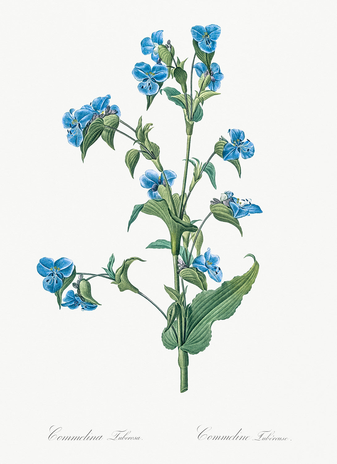 Botanical Plant Print - Commelina tuberosa by Pierre Joseph Redoute