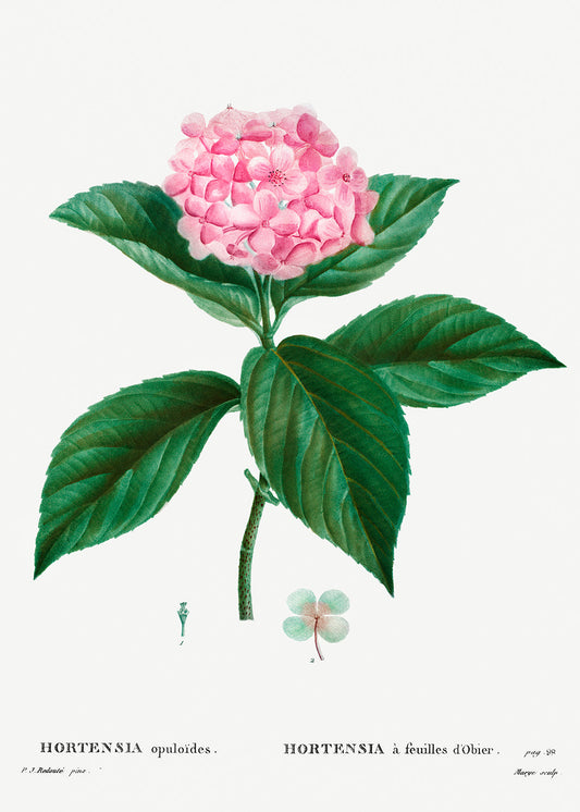 Botanical Plant Print - French hydrangea (Hortensia opuloides) by Pierre Joseph Redoute