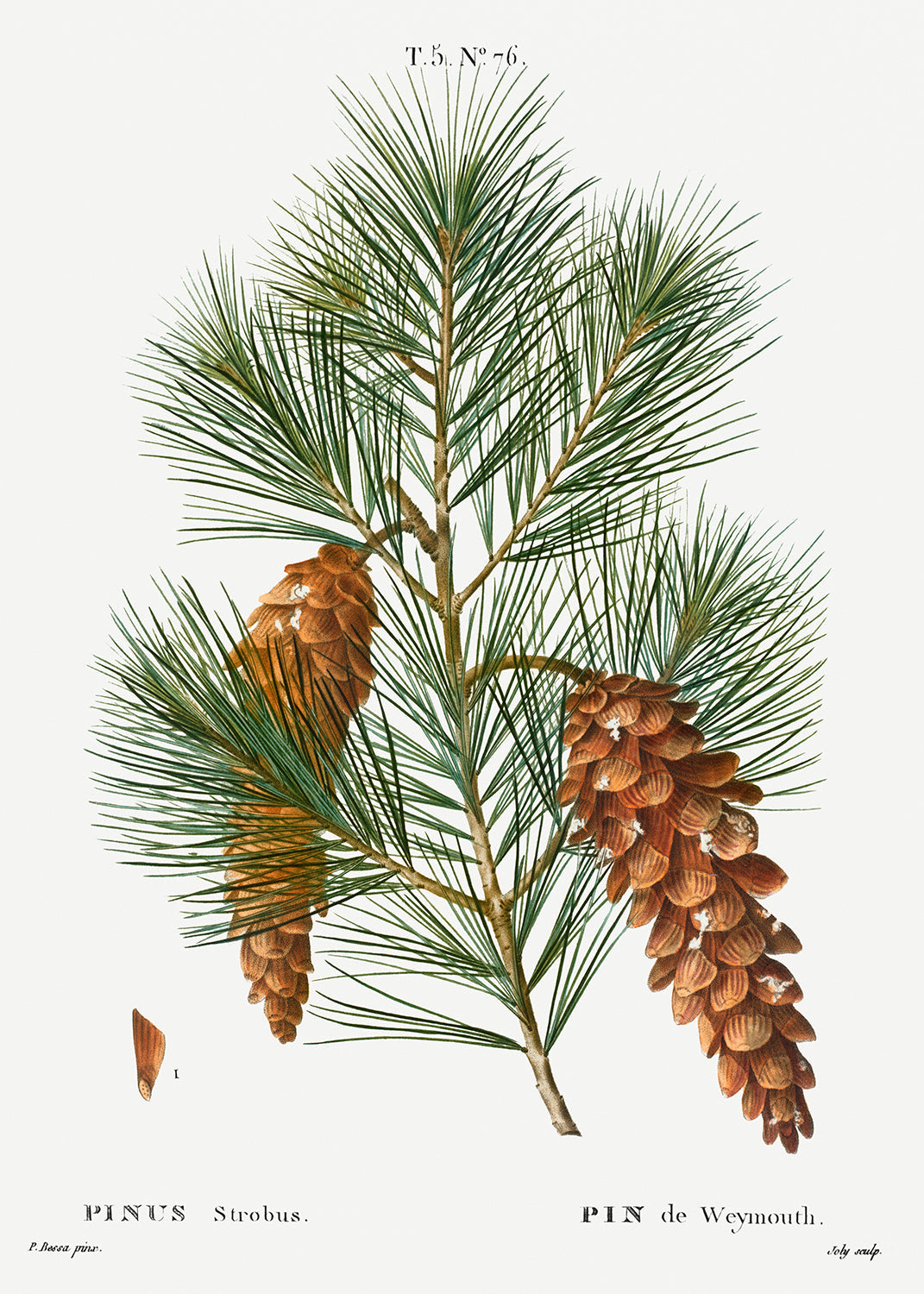 Botanical Plant Print - White pine, Pinus strobus by Pierre Joseph Redoute