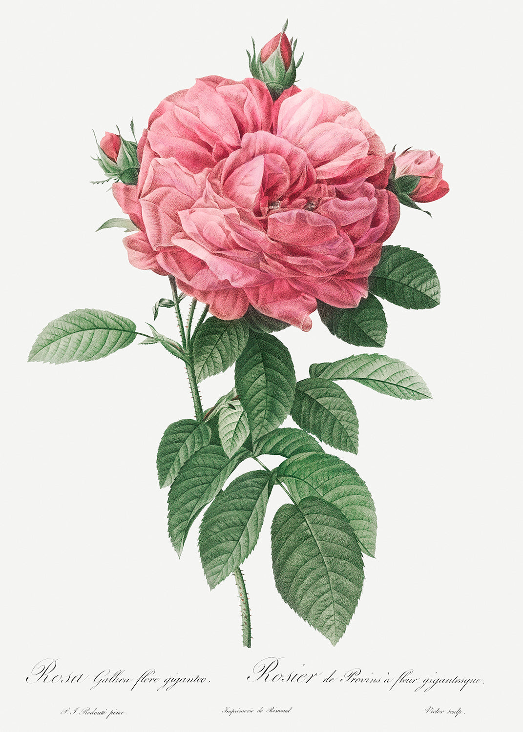 Botanical Plant Print - Giant French rose bloom (Provins rosebush) by Pierre Joseph Redoute