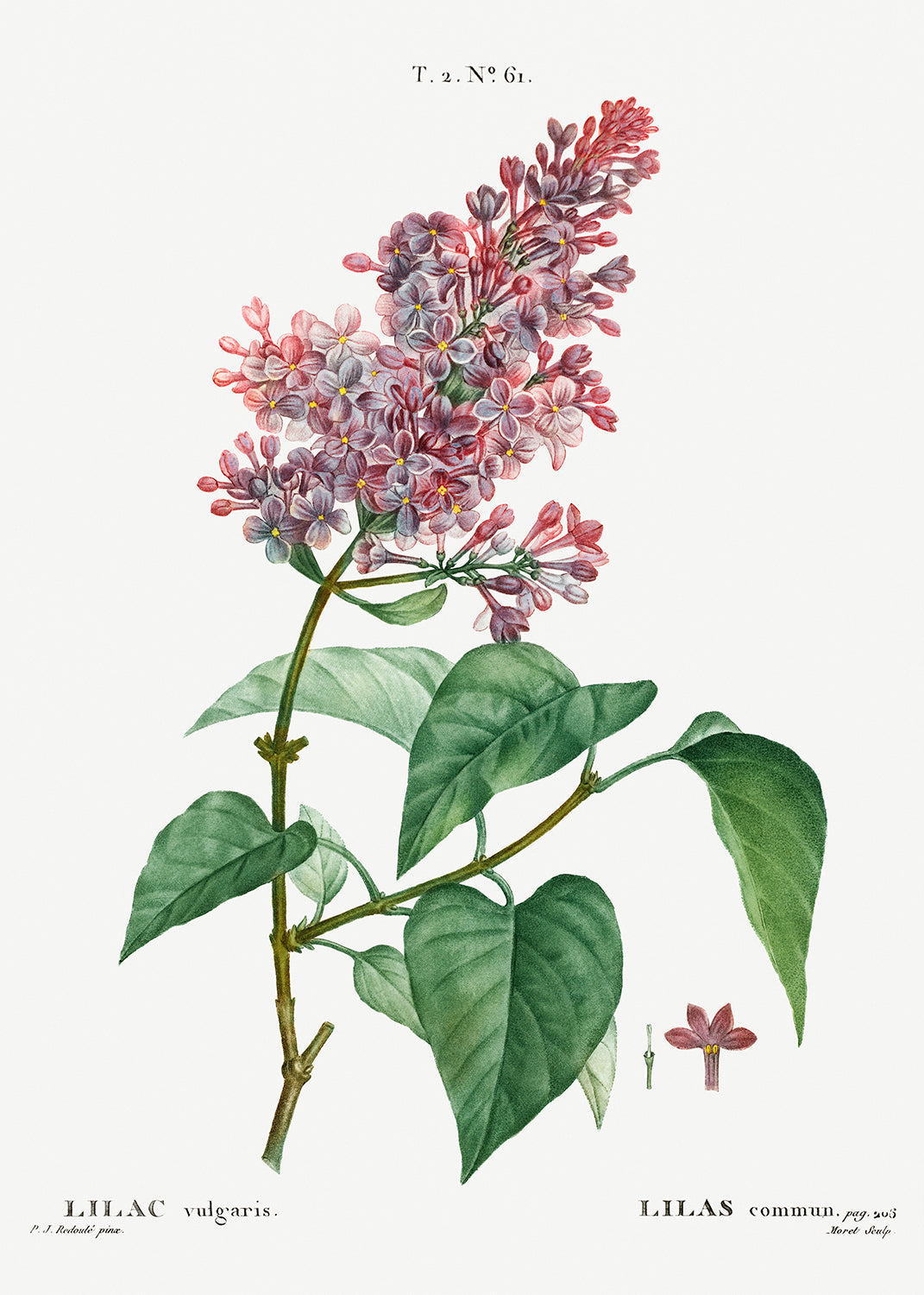 Botanical Plant Print - Common lilac (Lilac vulgaris) by Pierre Joseph Redoute