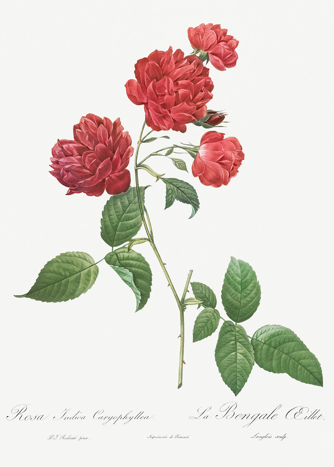 Botanical Plant Print - Red Cabbage Rose - Bengal eyelet (Rosa indica caryophyllea) by Pierre Joseph Redoute
