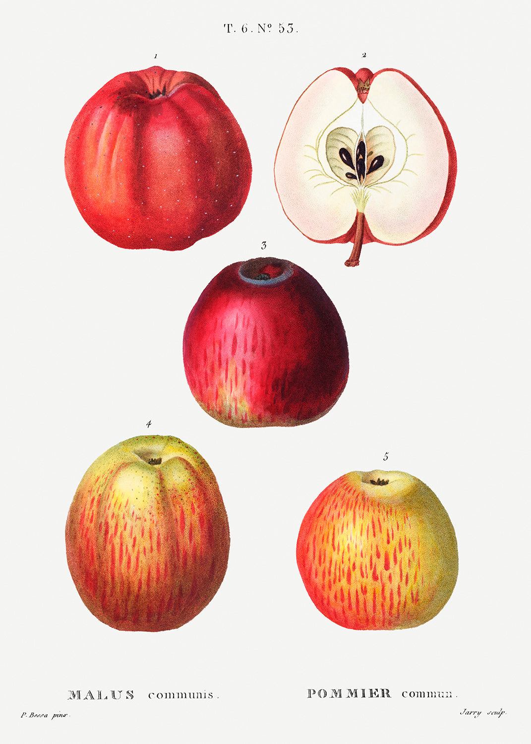 Botanical Plant Print - Apple, Malus communis by Pierre Joseph Redoute