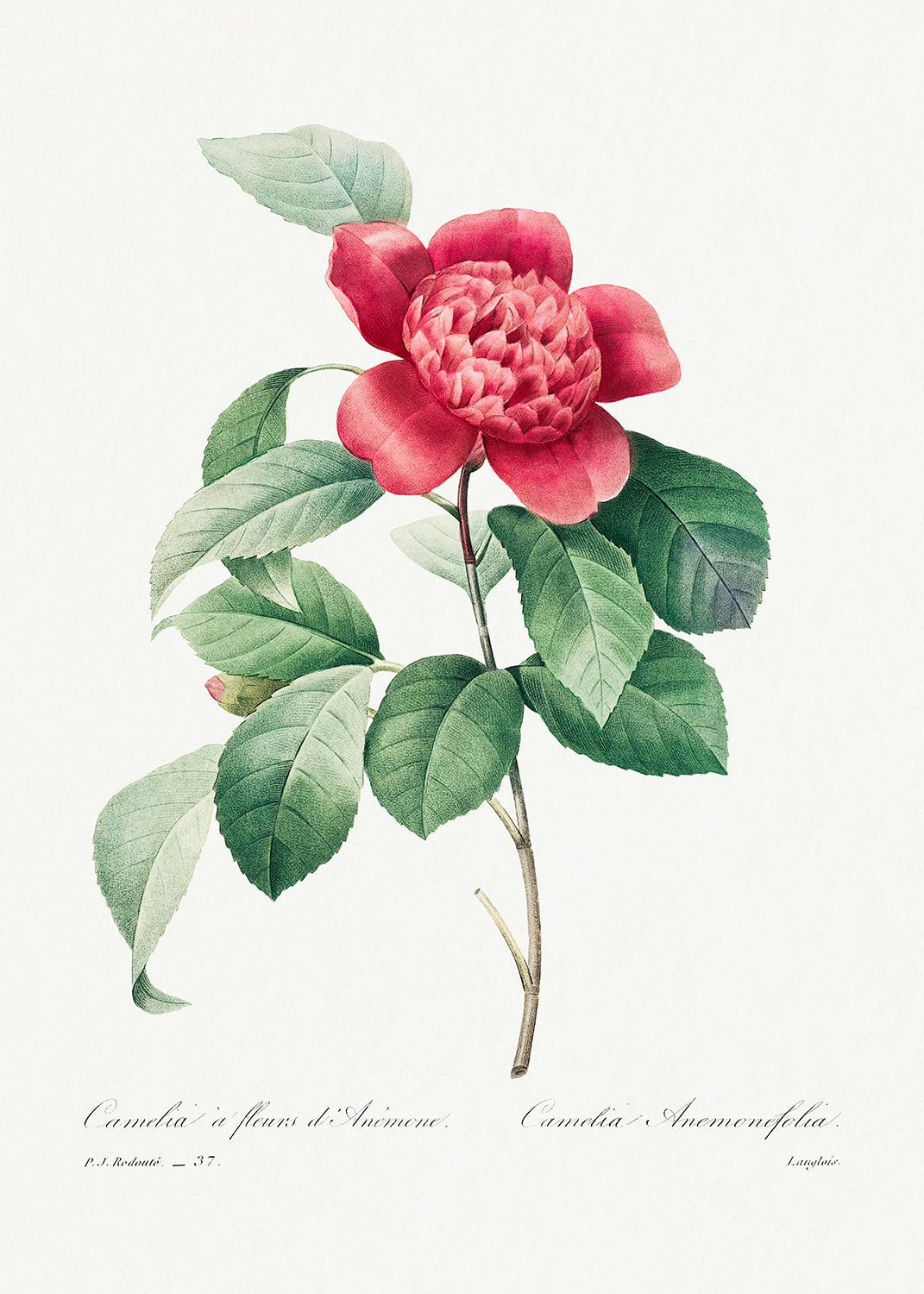 Botanical Plant Print - Red Anemone Camellia by Pierre Joseph Redoute
