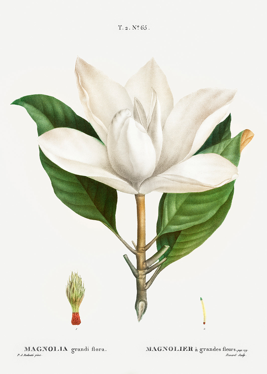Botanical Plant Print - Southern magnolia (magnolia grandiflora) by Pierre Joseph Redoute