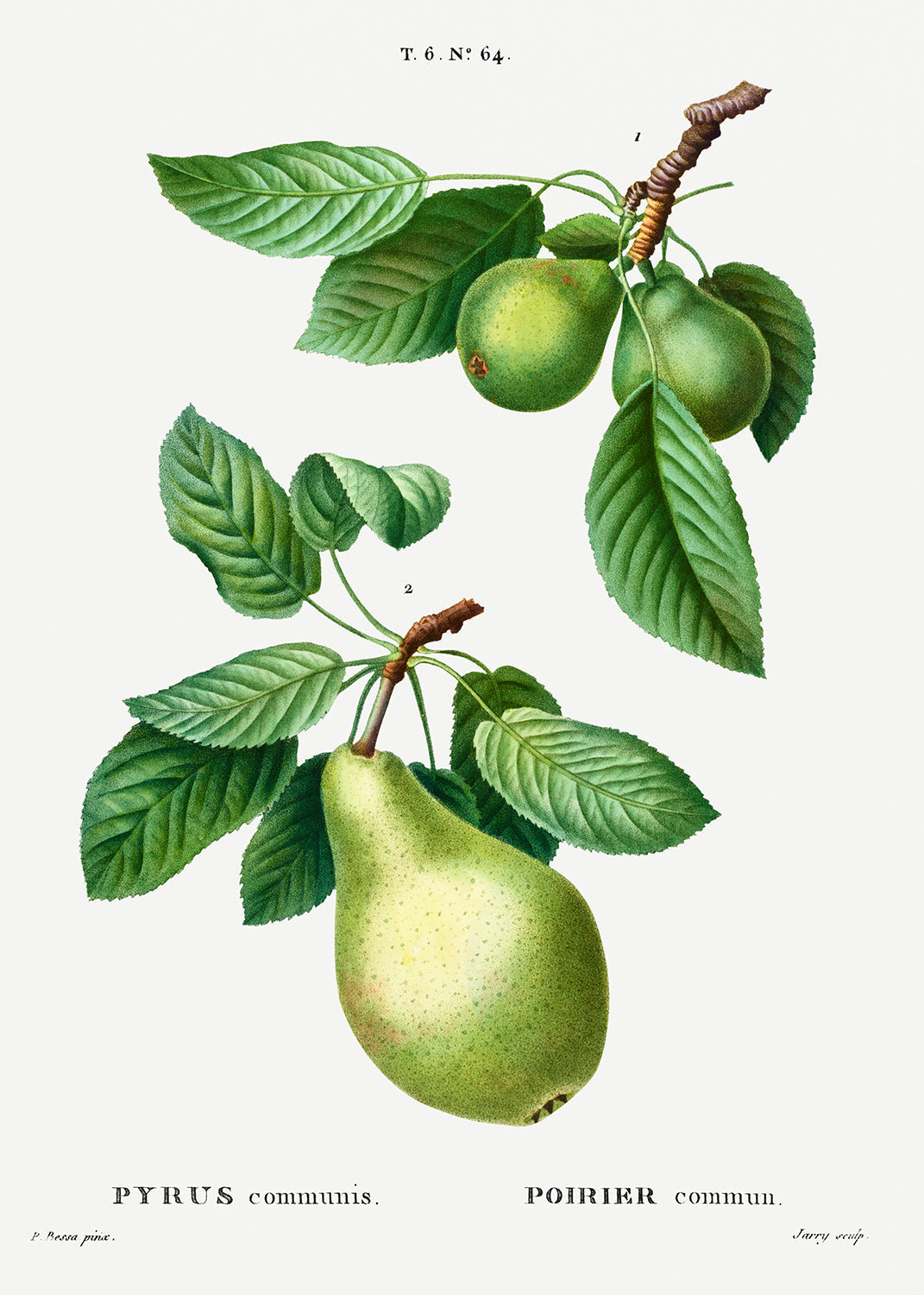 Botanical Plant Print - Pear, Pyrus communis by Pierre Joseph Redoute