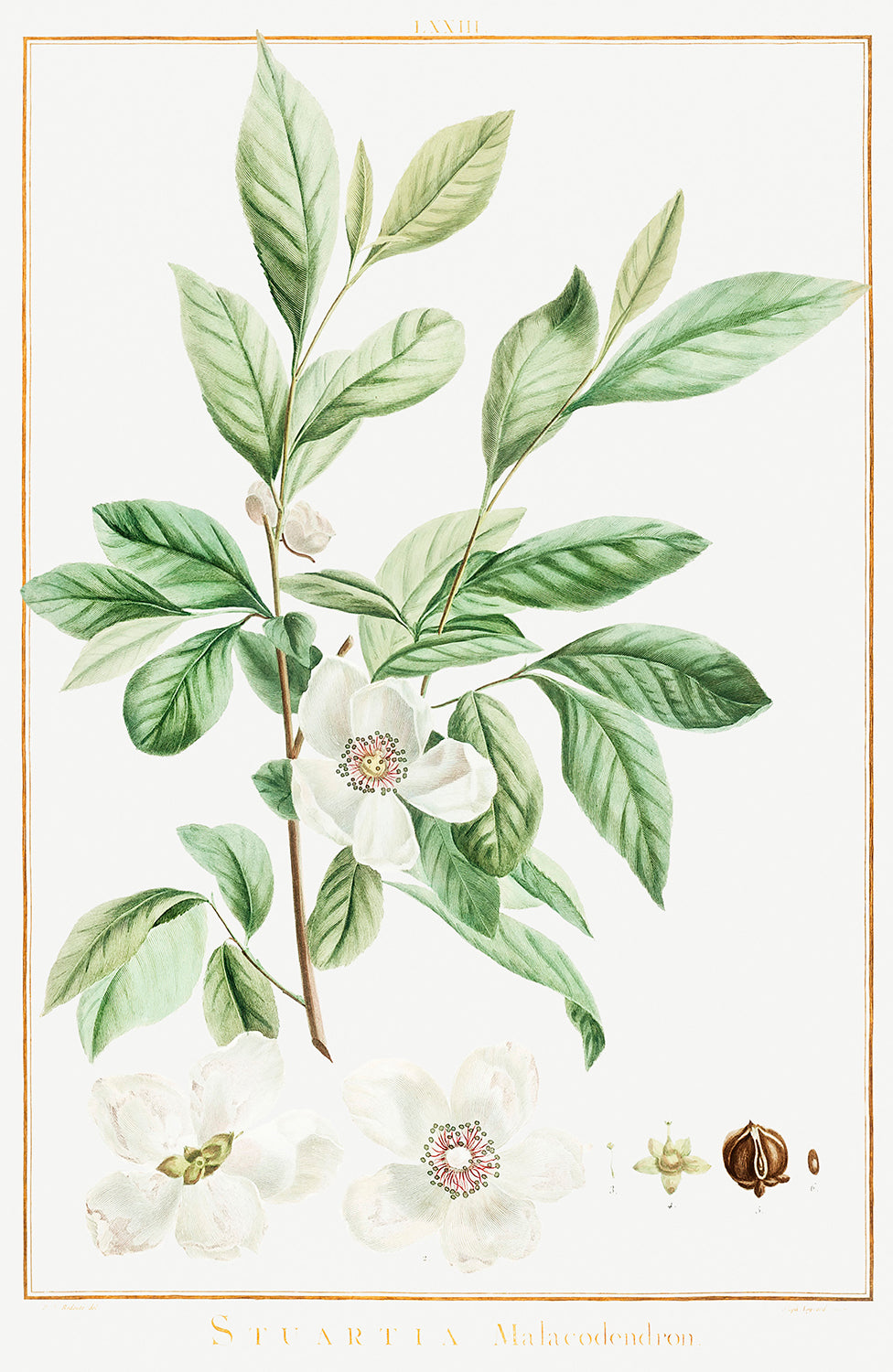 Botanical Plant Print - Stuartia Malacodendron by Pierre Joseph Redoute