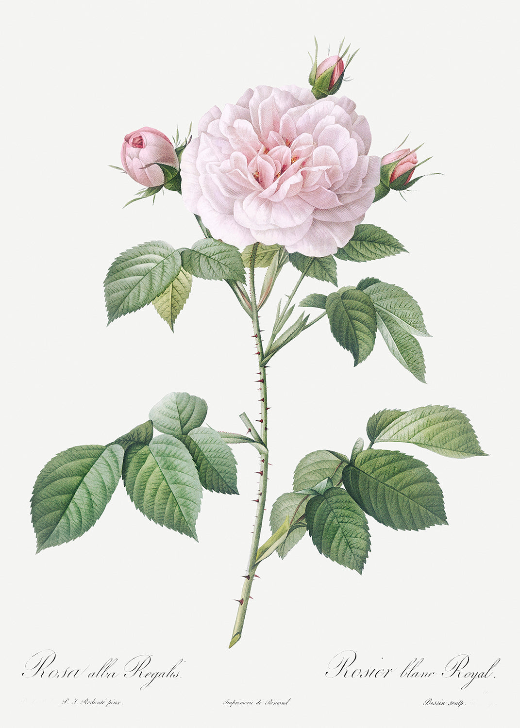 Botanical Plant Print - Royal White Rose, Rosa alba regalis by Pierre Joseph Redoute