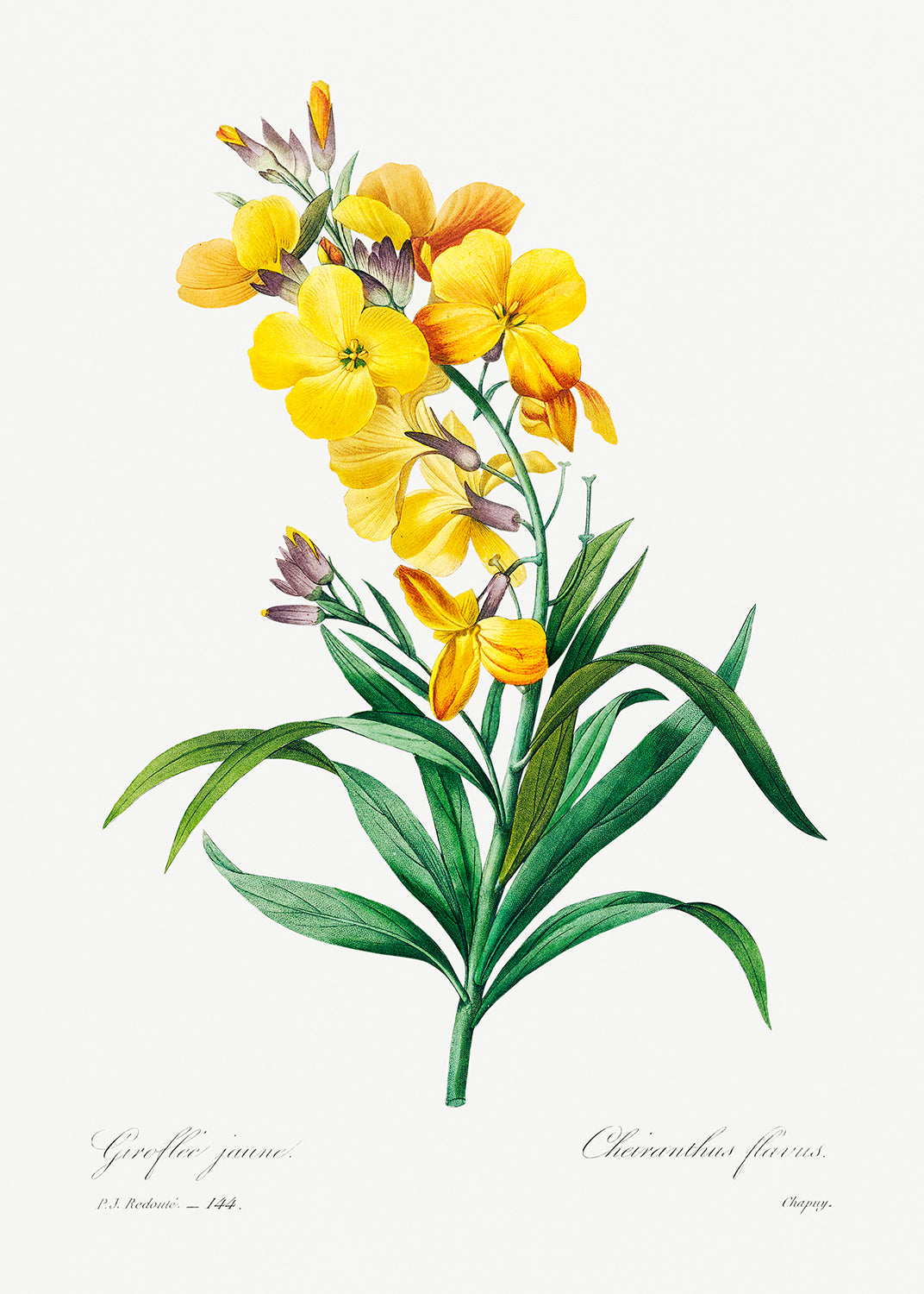 Botanical Plant Print - Wallflower by Pierre Joseph Redoute