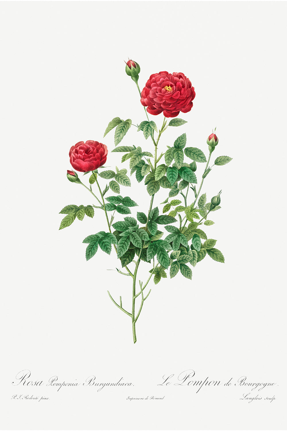 Botanical Plant Print - Pompon Rose by Pierre Joseph Redoute