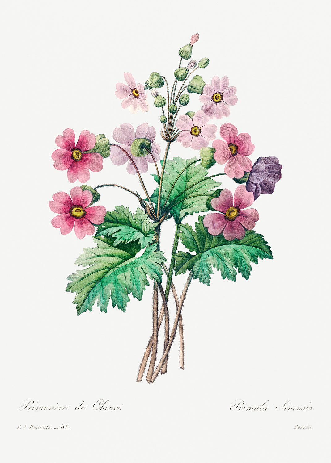 Botanical Plant Print - The Chinese primrose by Pierre Joseph Redoute