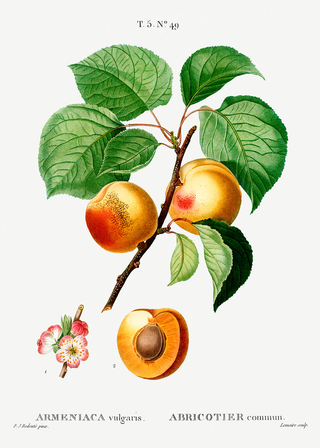 Botanical Plant Print - Apricot (Armeniaca vulgaris) by Pierre Joseph Redoute