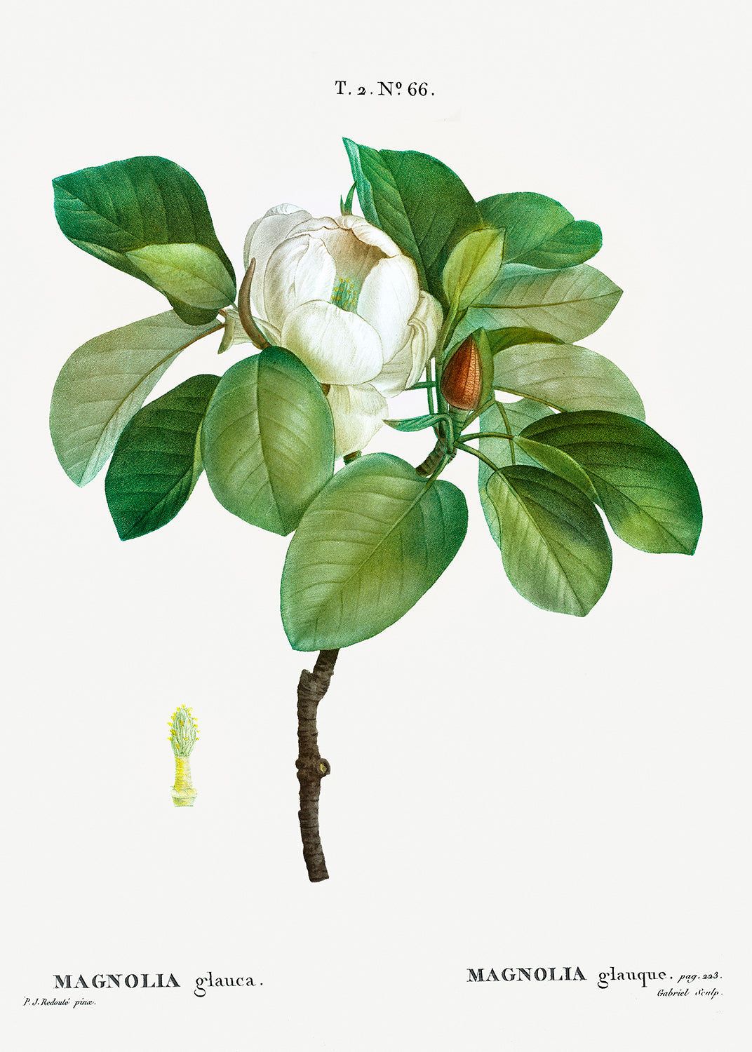 Botanical Plant Print - Magnolia (magnolia glauca) by Pierre Joseph Redoute