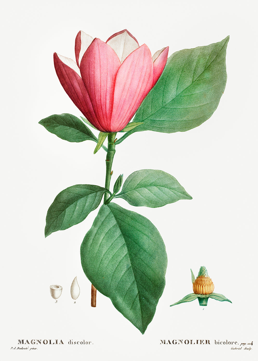 Botanical Plant Print - Lily magnolia (Magnolia discolor) by Pierre Joseph Redoute