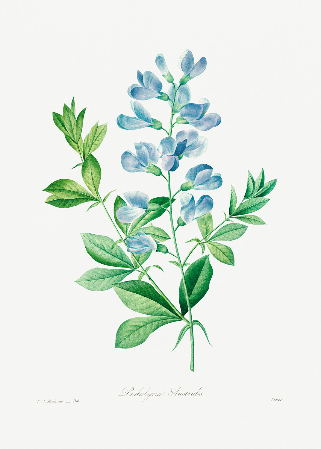 Botanical Plant Print - Sweet pea by Pierre Joseph Redoute