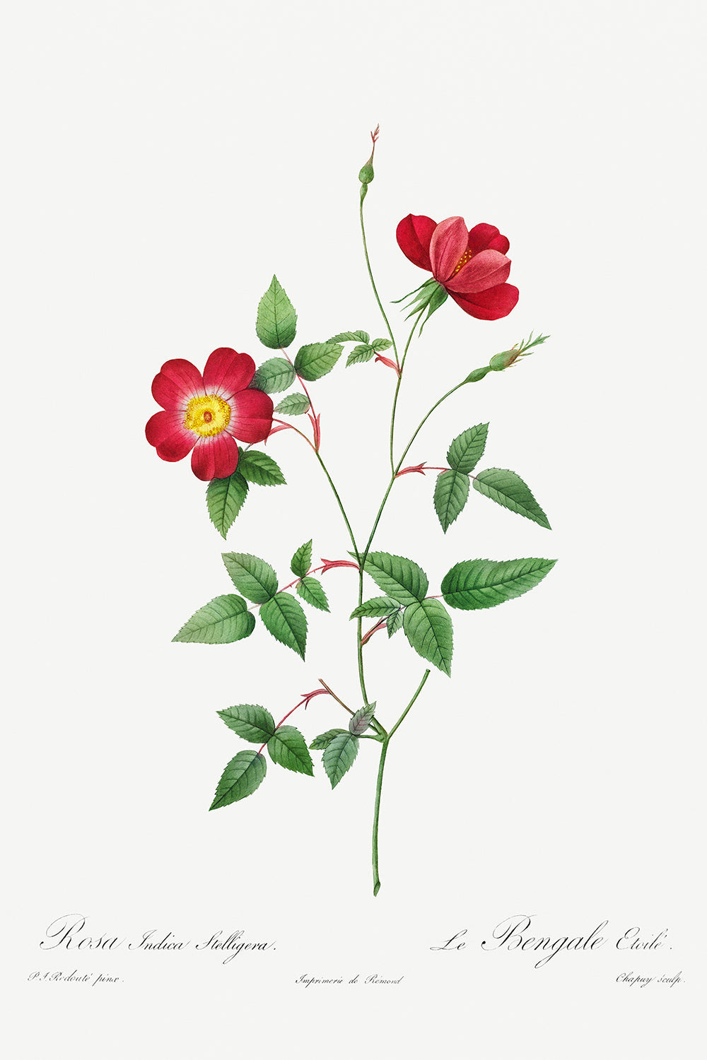 Botanical Plant Print - Rosa Indica Stelligera by Pierre Joseph Redoute