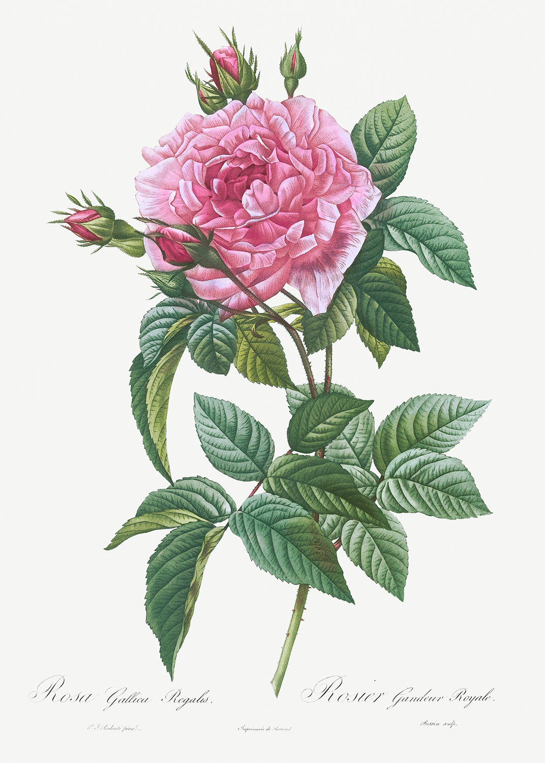Botanical Plant Print - Gallic Rose, Rosa gallica regalis by Pierre Joseph Redoute