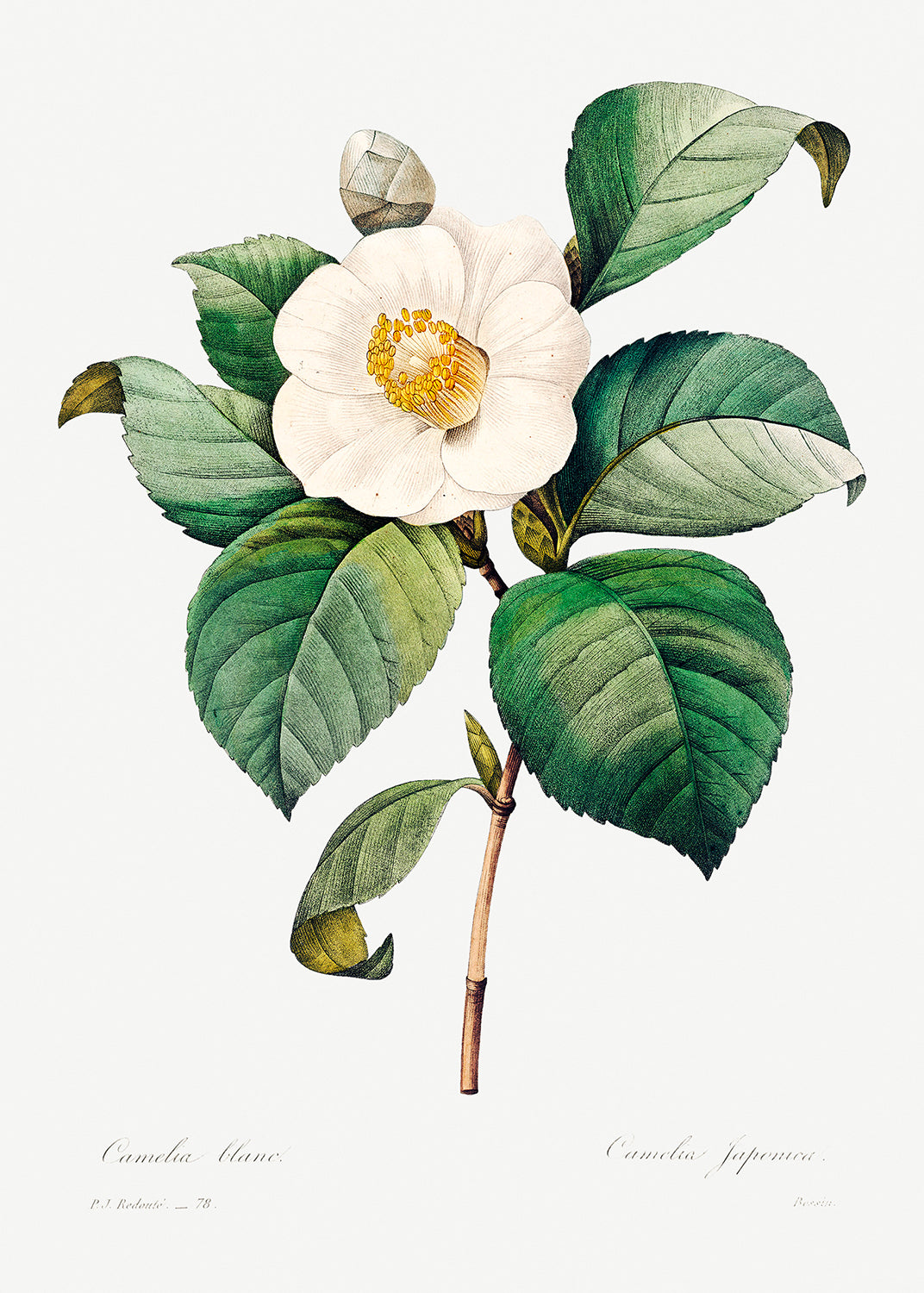 Botanical Plant Print - White Japanese camellia by Pierre Joseph Redoute
