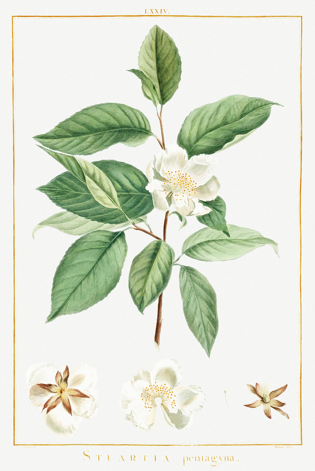Botanical Plant Print - Stuartia Pentagyna by Pierre Joseph Redoute