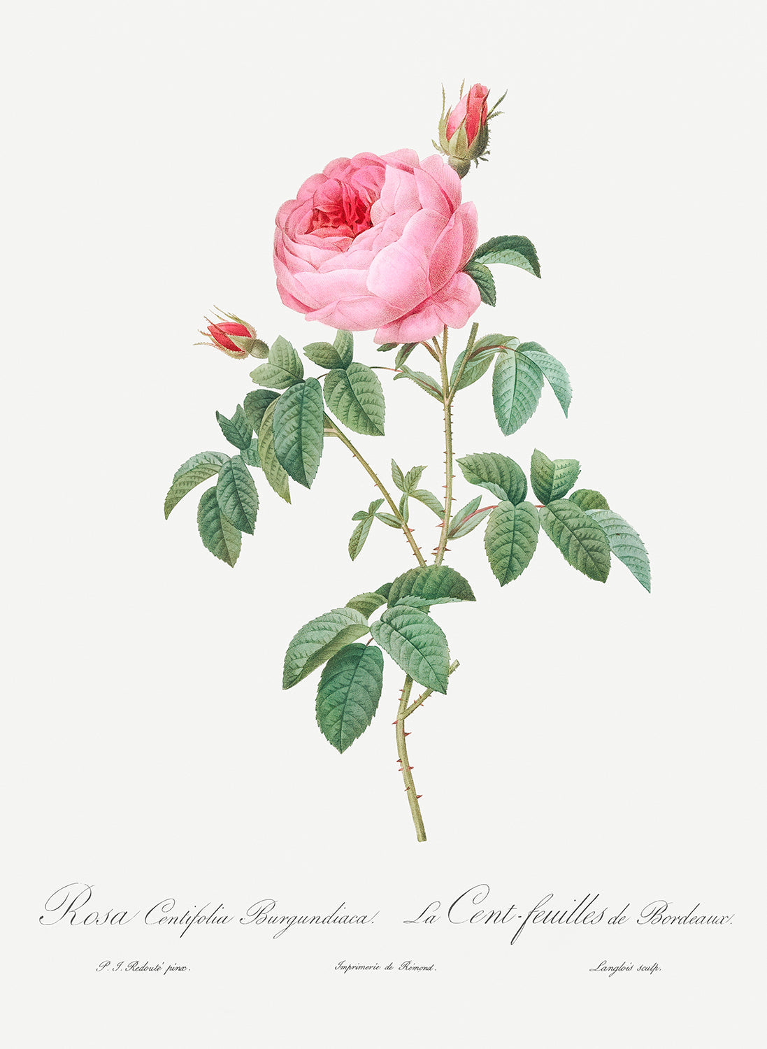 Botanical Plant Print - Burgundy Cabbage Rose by Pierre Joseph Redoute