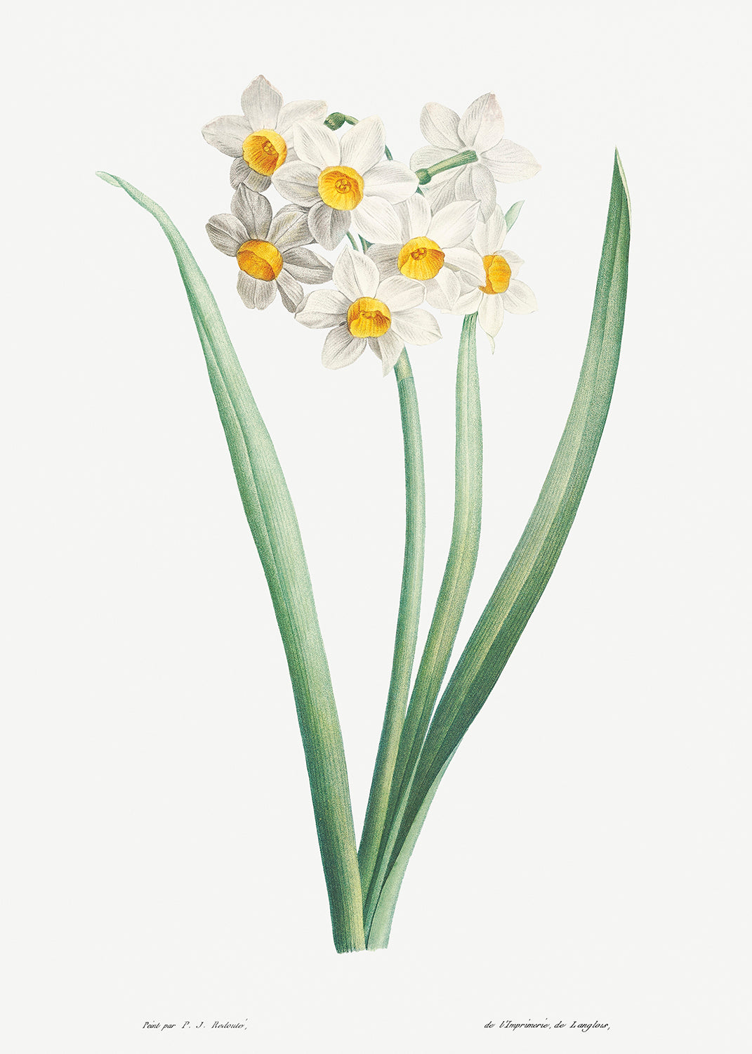Botanical Plant Print - Narcissus by Pierre Joseph Redoute