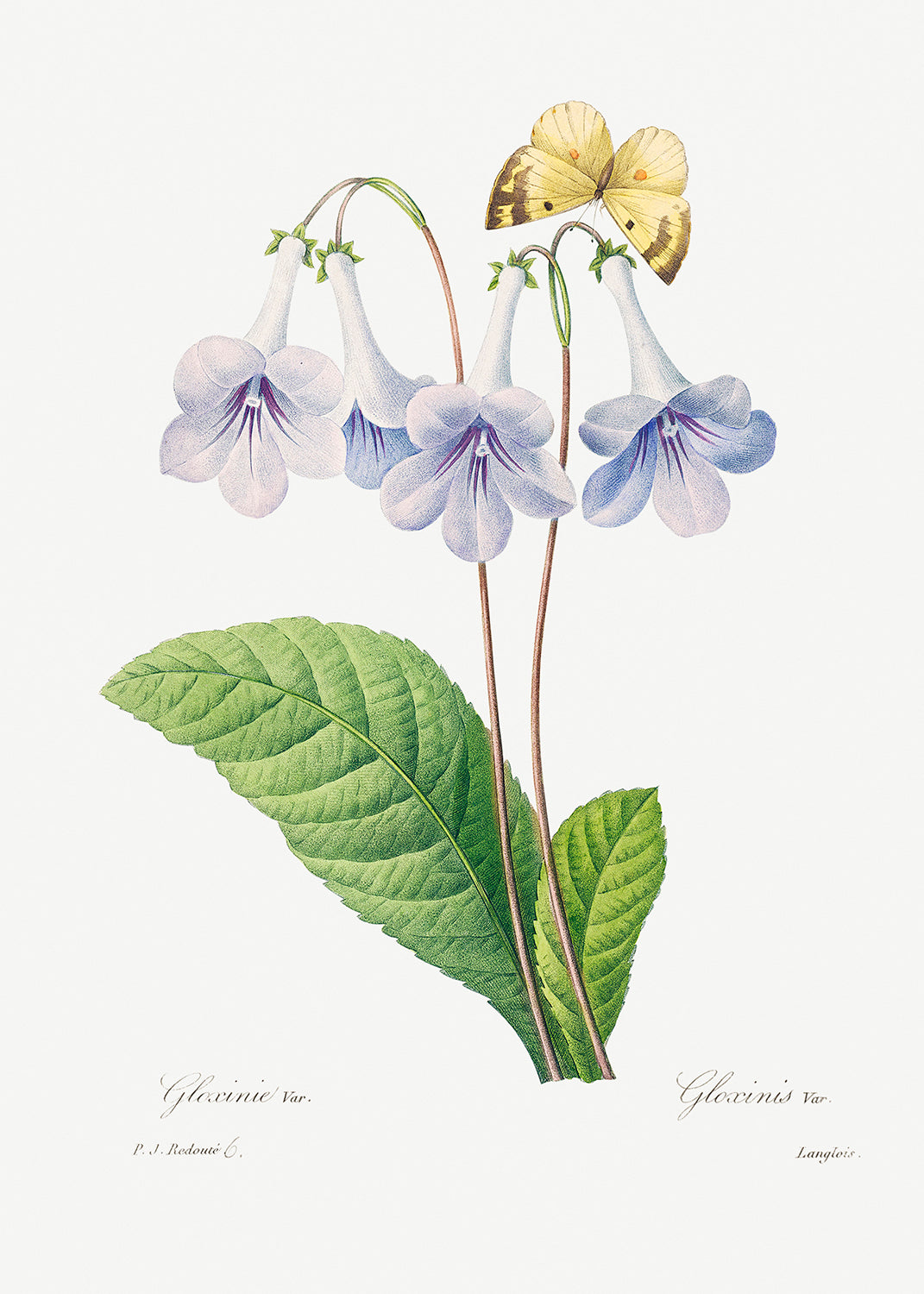 Botanical Plant Print - Canterbury by Pierre Joseph Redoute