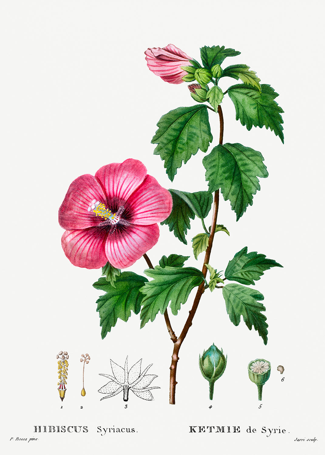 Botanical Plant Print - Rose of Sharon (Hibiscus syriacus) by Pierre Joseph Redoute