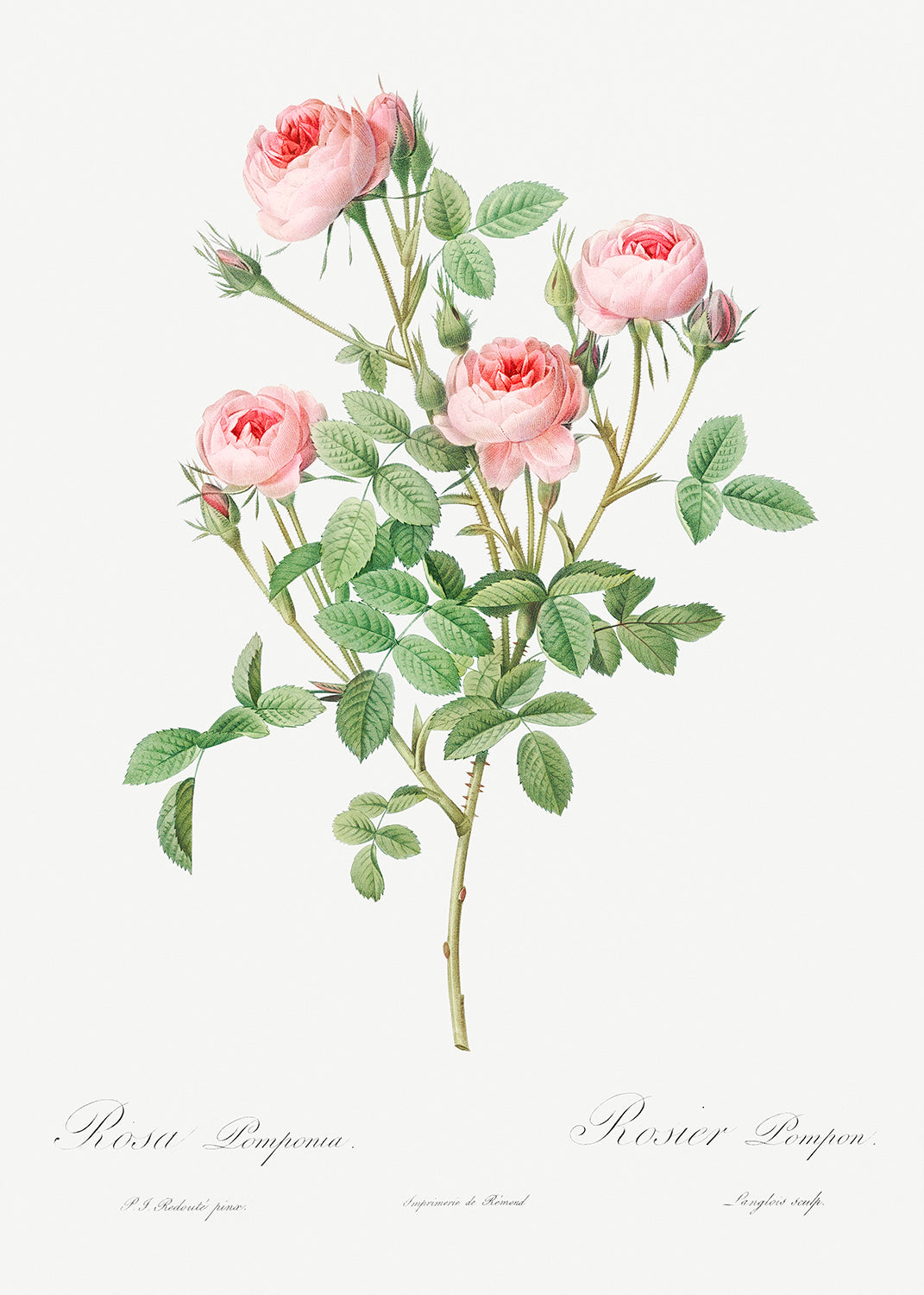 Botanical Plant Print - Burgundian Rose, Rosa pomponia by Pierre Joseph Redoute