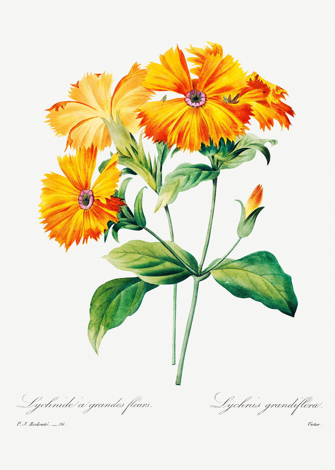Botanical Plant Print - Lychnis grandiflora by Pierre Joseph Redoute