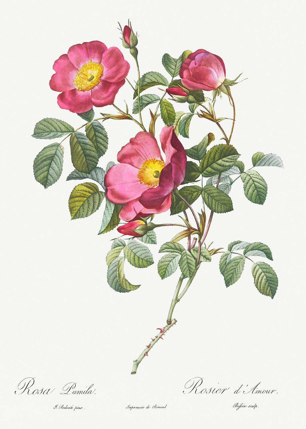 Botanical Plant Print - Rose of Love, Rosa pumila by Pierre Joseph Redoute