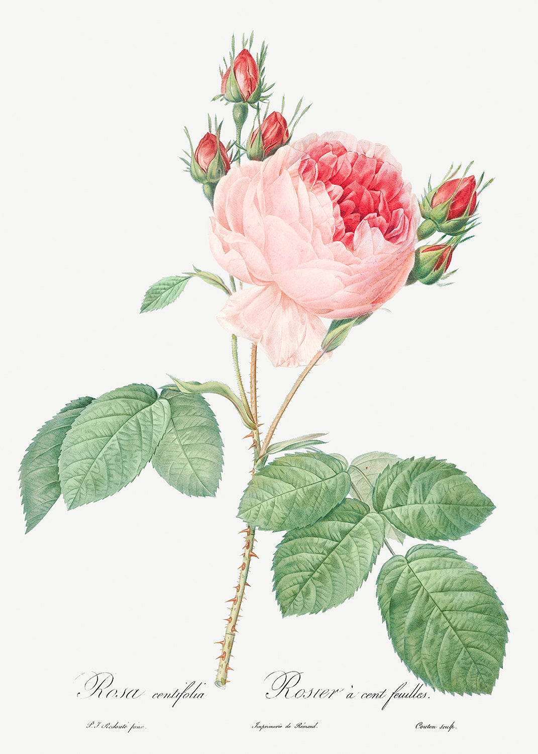 Botanical Plant Print - Cabbage Rose - One Hundred-Leaved Rose (Rosa centifolia) by Pierre Joseph Redoute