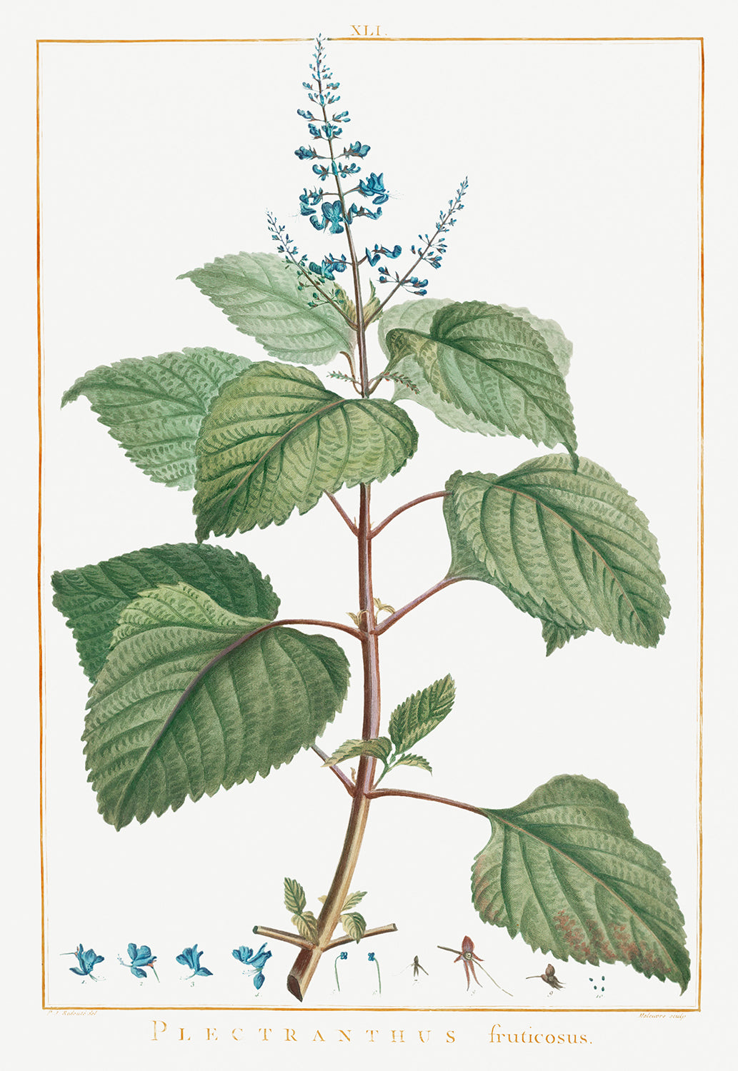 Botanical Plant Print - Plectranthus Fruticosus by Pierre Joseph Redoute