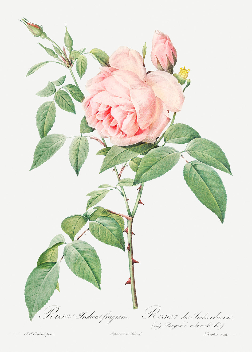 Botanical Plant Print - Rosa indica fragrans (Fragrant Rosebush) by Pierre Joseph Redoute