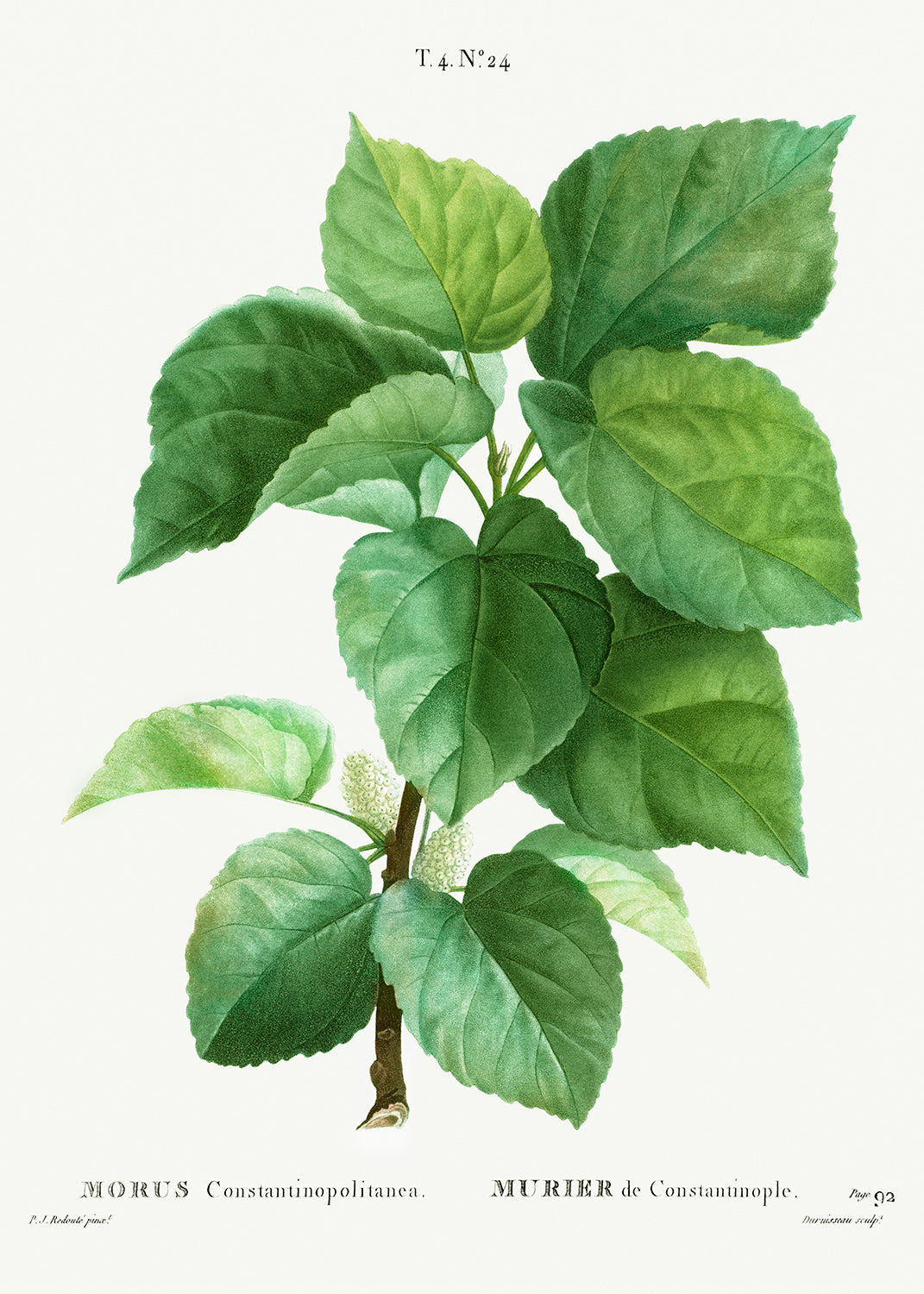Botanical Plant Print - White mulberry (Morus Constantinopolitanea) by Pierre Joseph Redoute